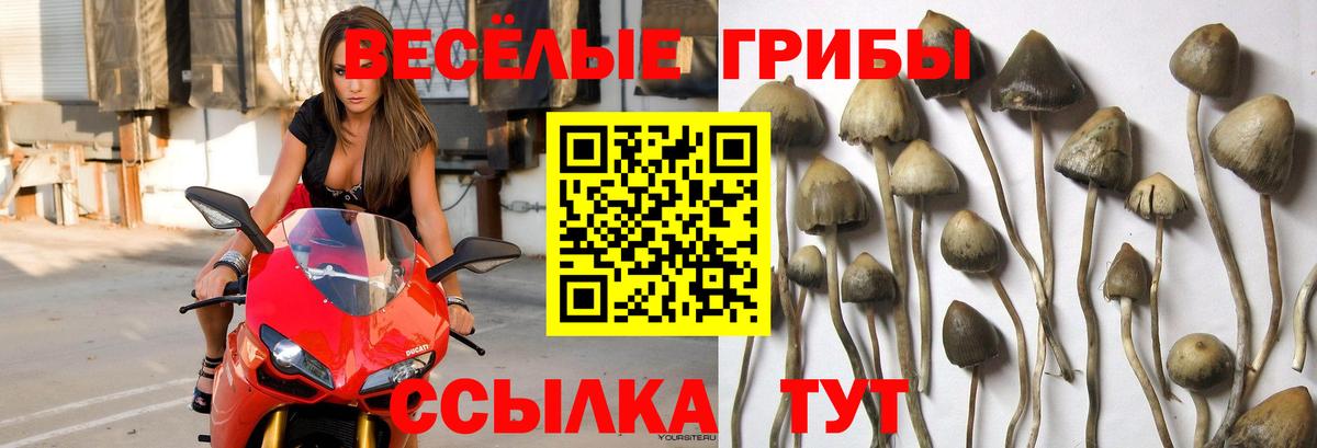 Галлюциногенные грибы Cubensis  Вход с VPN  Лысьва 